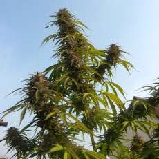 Compra semillas feminizadas White Widow® | Dutch Passion ES Compra semillas feminizadas White Widow® | Dutch Passion ES