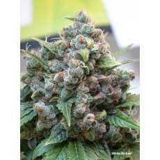 Compra semillas feminizadas White Widow® | Dutch Passion ES Compra semillas feminizadas White Widow® | Dutch Passion ES