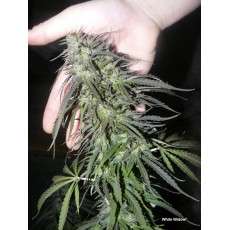 Compra semillas feminizadas White Widow® | Dutch Passion ES Compra semillas feminizadas White Widow® | Dutch Passion ES