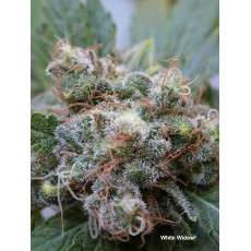 Compra semillas feminizadas White Widow® | Dutch Passion ES Compra semillas feminizadas White Widow® | Dutch Passion ES