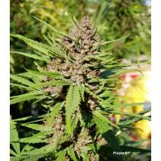 Semillas de Cannabis Purple # 1 (Feminizadas / Regulares) | Dutch Passion Semillas de Cannabis Purple # 1 (Feminizadas / Regulares) | Dutch Passion