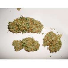 Compra semillas feminizadas Skunk #11® | Dutch Passion Compra semillas feminizadas Skunk #11® | Dutch Passion