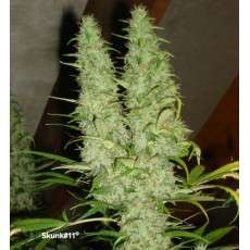 Compra semillas feminizadas Skunk #11® | Dutch Passion Compra semillas feminizadas Skunk #11® | Dutch Passion