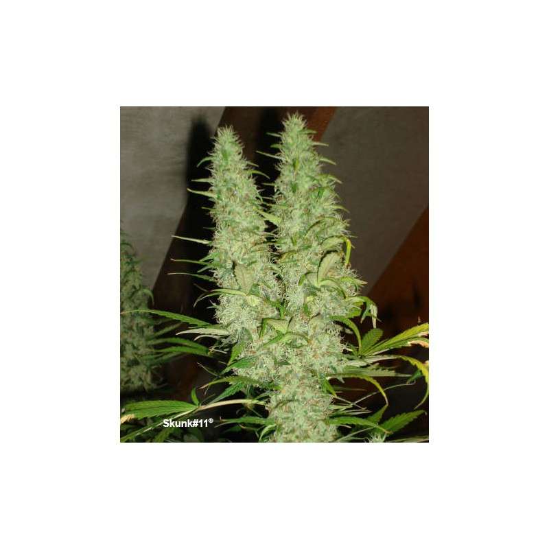 Compra semillas feminizadas Skunk #11® | Dutch Passion Compra semillas feminizadas Skunk #11® | Dutch Passion