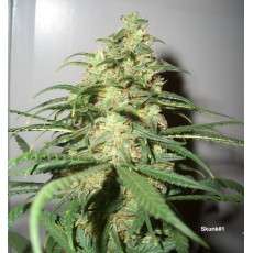Compra semillas regulares Skunk # 1® | Dutch Passion Compra semillas regulares Skunk # 1® | Dutch Passion