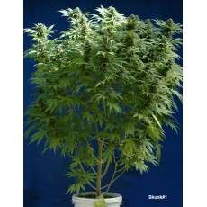 Compra semillas regulares Skunk # 1® | Dutch Passion Compra semillas regulares Skunk # 1® | Dutch Passion