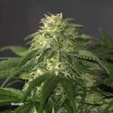 Compra semillas regulares Skunk # 1® | Dutch Passion Compra semillas regulares Skunk # 1® | Dutch Passion