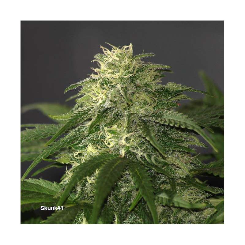 Compra semillas regulares Skunk # 1® | Dutch Passion Compra semillas regulares Skunk # 1® | Dutch Passion