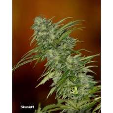 Compra semillas regulares Skunk # 1® | Dutch Passion Compra semillas regulares Skunk # 1® | Dutch Passion