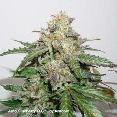 Auto Glueberry OG® - Semillas de Cannabis Auto | Dutch Passion Auto Glueberry OG® - Semillas de Cannabis Auto | Dutch Passion