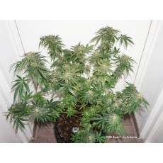 CBD Kush® - Graines de Cannabis Féminisées - Dutch Passion CBD Kush® - Graines de Cannabis Féminisées - Dutch Passion