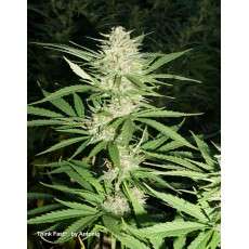 Buy Think Fast® Feminised Seeds | Dutch Passion Buy Think Fast® Feminised Seeds | Dutch Passion
