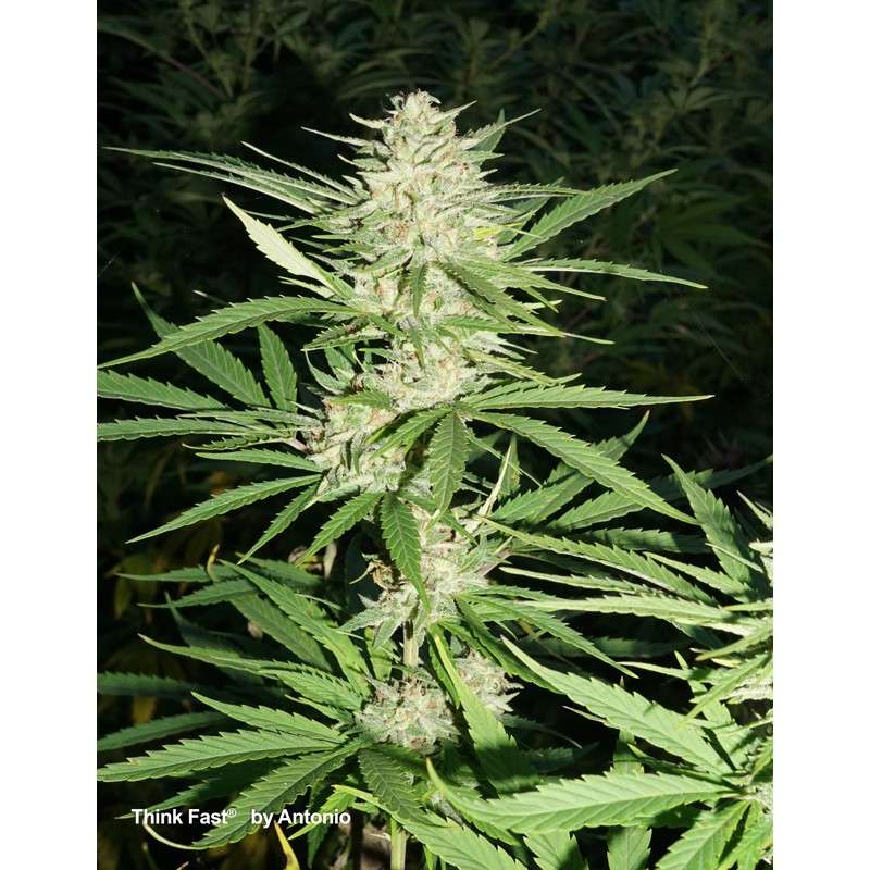 Buy Think Fast® Feminised Seeds | Dutch Passion Buy Think Fast® Feminised Seeds | Dutch Passion