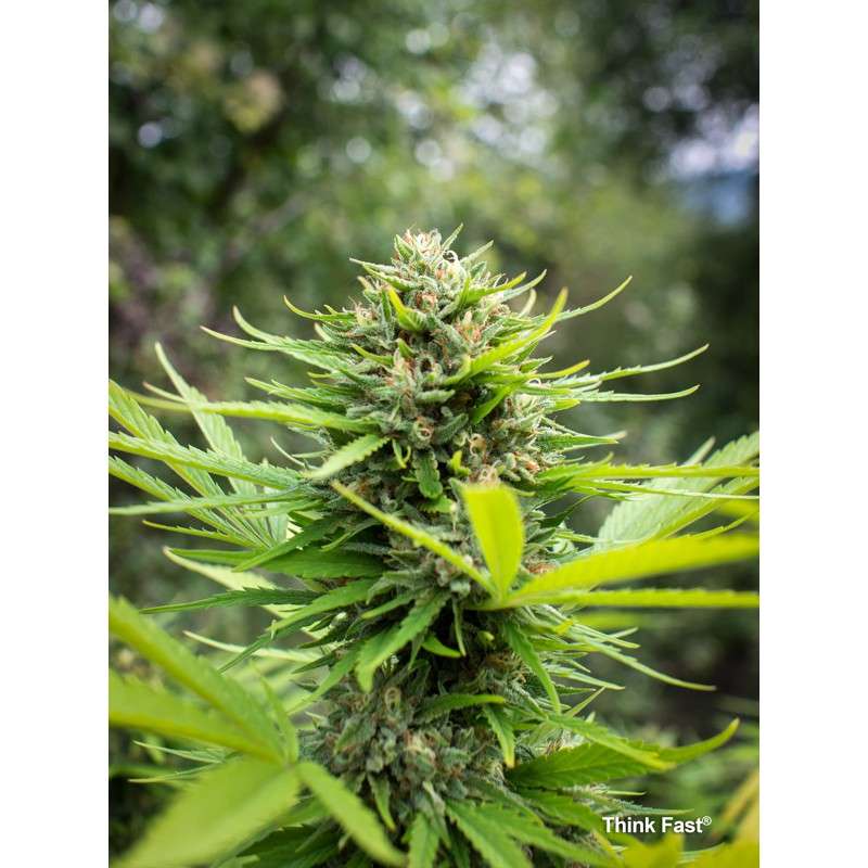Buy Think Fast® Feminised Seeds | Dutch Passion Buy Think Fast® Feminised Seeds | Dutch Passion