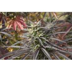 Buy Think Fast® Feminised Seeds | Dutch Passion Buy Think Fast® Feminised Seeds | Dutch Passion