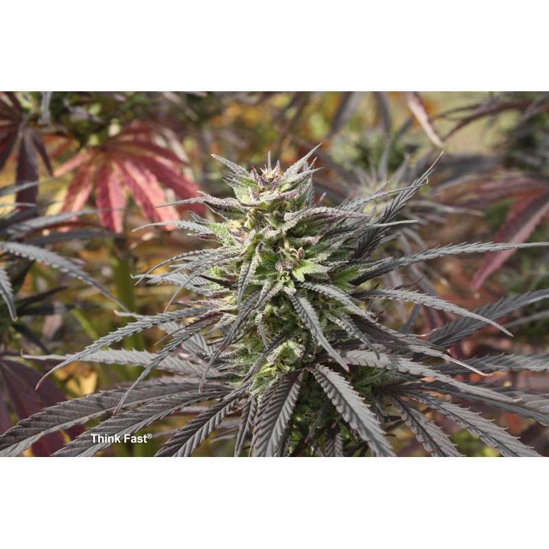 Buy Think Fast® Feminised Seeds | Dutch Passion Buy Think Fast® Feminised Seeds | Dutch Passion