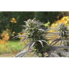 Buy Think Fast® Feminised Seeds | Dutch Passion Buy Think Fast® Feminised Seeds | Dutch Passion