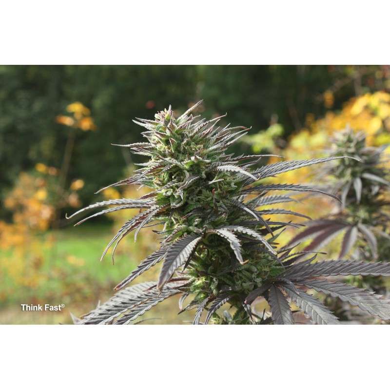 Buy Think Fast® Feminised Seeds | Dutch Passion Buy Think Fast® Feminised Seeds | Dutch Passion