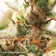 Auto Critical Orange Punch® - Semillas de Cannabis | Dutch Passion Auto Critical Orange Punch® - Semillas de Cannabis | Dutch Passion