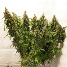 Auto Critical Orange Punch® - Semillas de Cannabis | Dutch Passion Auto Critical Orange Punch® - Semillas de Cannabis | Dutch Passion