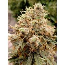 Auto White Widow® - Automatyczne Nasiona Marihuany | Dutch Passion PL Auto White Widow® - Automatyczne Nasiona Marihuany | Dutch Passion PL