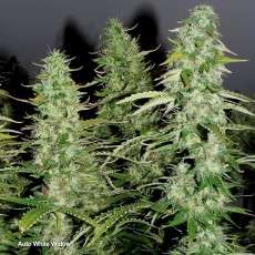 Auto White Widow® - Automatyczne Nasiona Marihuany | Dutch Passion PL Auto White Widow® - Automatyczne Nasiona Marihuany | Dutch Passion PL