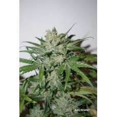 Compra semillas feminizadas autoflorecientes Auto Xtreme Haze® | Dutch Passion ES Compra semillas feminizadas autoflorecientes Auto Xtreme Haze® | Dutch Passion ES
