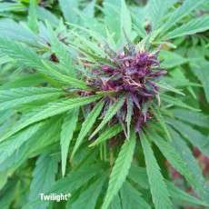 Twilight® Cannabis Seeds (Discontinued) | Dutch Passion