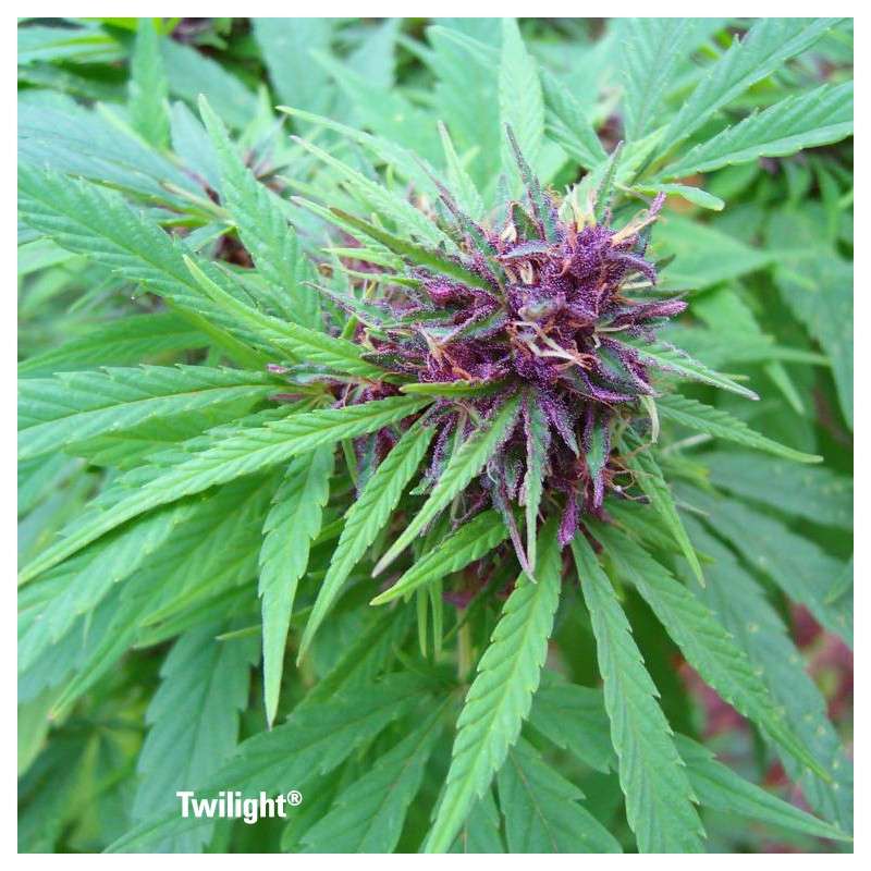 Twilight® Cannabis Seeds (Discontinued) | Dutch Passion