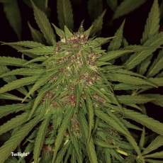 Twilight® Cannabis Seeds (Discontinued) | Dutch Passion