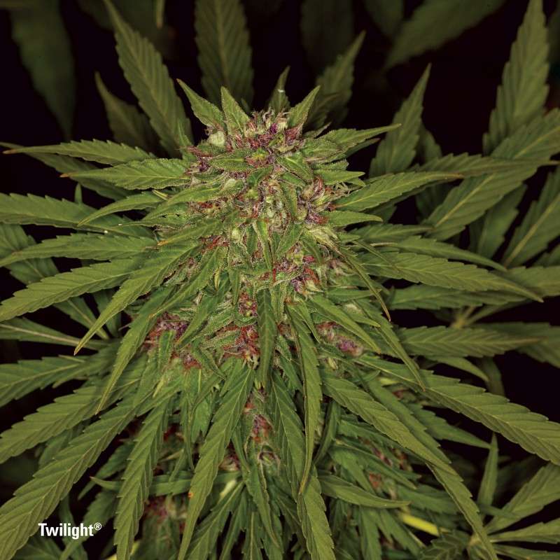Twilight® Cannabis Seeds (Discontinued) | Dutch Passion