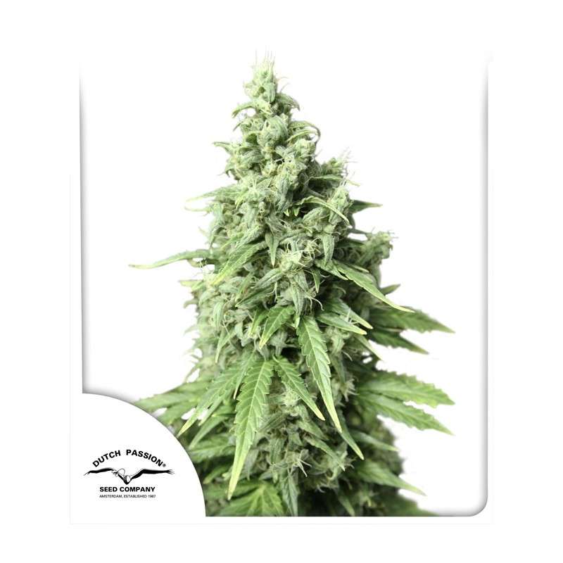 Auto Durban Poison® | Semi di cannabis fuori produzione
