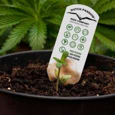 Dutch Passion ® Plant pot label. Dutch Passion. Dutch Passion ® Plant pot label. Dutch Passion.