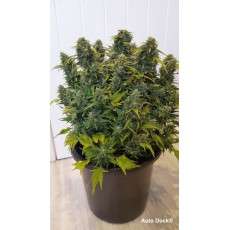 Auto Duck® - Autoflower Cannabis-Samen Kaufen | Dutch Passion DE Auto Duck® - Autoflower Cannabis-Samen Kaufen | Dutch Passion DE