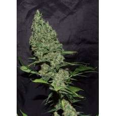 White Widow x The Ultimate® - Nasiona Marihuany | Dutch Passion PL White Widow x The Ultimate® - Nasiona Marihuany | Dutch Passion PL