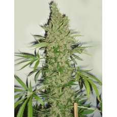 White Widow x The Ultimate® - Nasiona Marihuany | Dutch Passion PL White Widow x The Ultimate® - Nasiona Marihuany | Dutch Passion PL