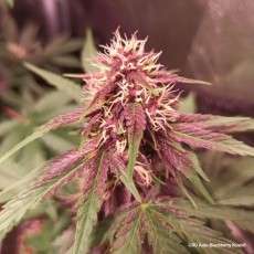 Kup nasiona CBD Auto Blackberry Kush ® | Dutch Passion PL Kup nasiona CBD Auto Blackberry Kush ® | Dutch Passion PL