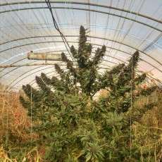 Buy Frisian Duck® Feminised Seeds | Dutch Passion UK Buy Frisian Duck® Feminised Seeds | Dutch Passion UK
