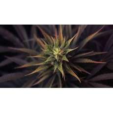 Ultra Skunk® Cannabis Seeds (Discontinued) | Dutch Passion