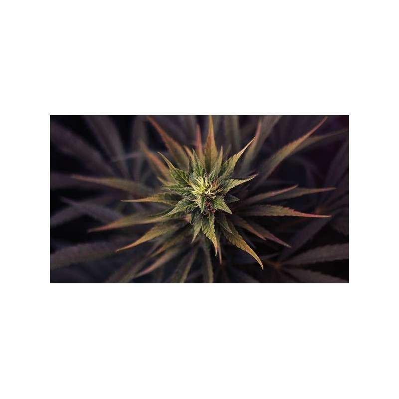 Ultra Skunk® Cannabis Seeds (Discontinued) | Dutch Passion