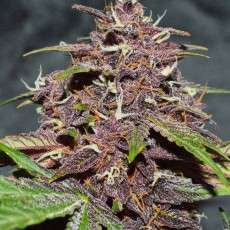 Kup nasiona CBD Auto Blackberry Kush ® | Dutch Passion PL Kup nasiona CBD Auto Blackberry Kush ® | Dutch Passion PL