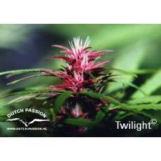 Twilight® Cannabis Seeds (Discontinued) | Dutch Passion