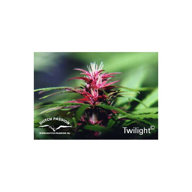 Twilight® Cannabis Seeds (Discontinued) | Dutch Passion