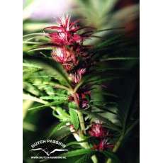 Twilight® Cannabis Seeds (Discontinued) | Dutch Passion