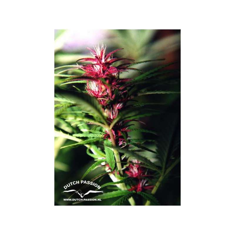 Twilight® Cannabis Seeds (Discontinued) | Dutch Passion