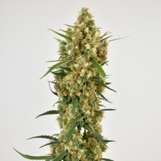 Купите Феминизированные Семена Snow Bud® | Dutch Passion Купите Феминизированные Семена Snow Bud® | Dutch Passion