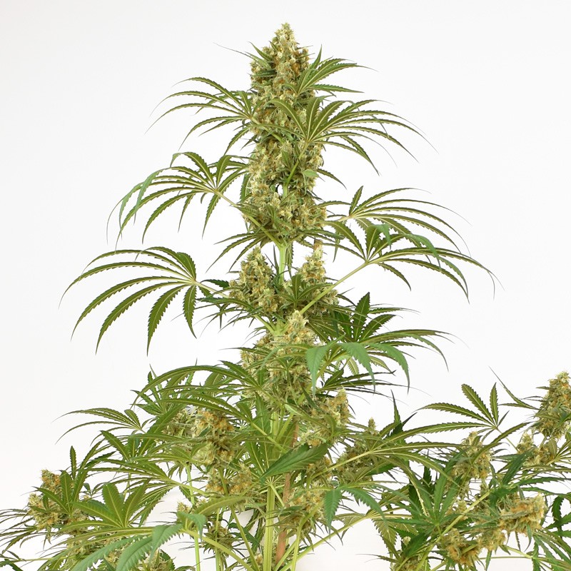 Купите Феминизированные Семена Snow Bud® | Dutch Passion Купите Феминизированные Семена Snow Bud® | Dutch Passion