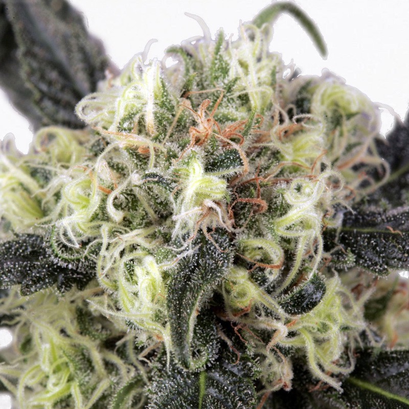 Купите Феминизированные Семена Snow Bud® | Dutch Passion Купите Феминизированные Семена Snow Bud® | Dutch Passion
