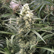 Купите Феминизированные Семена Snow Bud® | Dutch Passion Купите Феминизированные Семена Snow Bud® | Dutch Passion