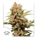 CBG-Force® Feminisierte Cannabissamen kaufen | Dutch Passion DE